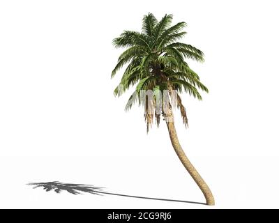 Le palmier sauvage. Phoenix inclinable, le palmier sauvage ou le palmier du Sénégal sur une surface blanche. Isolé. Illustration 3D Banque D'Images