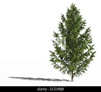 Épinette d'Europe. Picea abies ou épinette européenne ou épinette de Norvège isolée sur une surface blanche avec ombre. Illustration 3D Banque D'Images