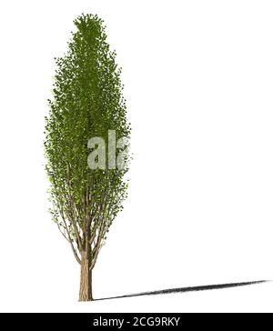 Peuplier italien en été. Populus nigra avec des feuilles vertes en été. Isolé. Illustration 3D Banque D'Images