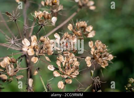 Coccinelle se cachant entre les bourgeons de semences d'une plante de mauvaises herbes porcines Banque D'Images