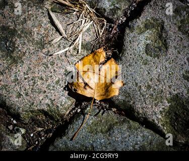 Gros plan d'une feuille jaune sur une chaussée pavée Banque D'Images
