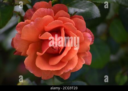 L'orange s'est élevée dans un jardin de campagne irlandais en été Banque D'Images