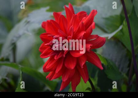 La dahlia rouge fleurit dans un jardin de campagne irlandais 8n le Été Banque D'Images
