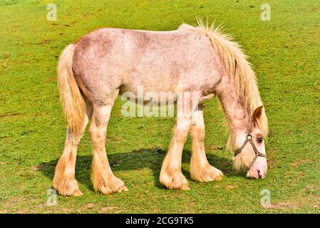 Un joli poulain lumineux, paître dans la prairie, bricoleur de race de cheval Banque D'Images