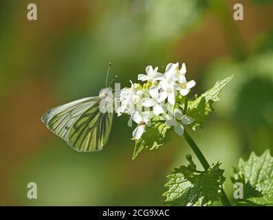 Papillon blanc à veiné vert (Pieris napi) se nourrissant sur des fleurs blanches de moutarde à l'ail (Alliaria petiolata) sur le bord de la route à Cumbria, Angleterre, Royaume-Uni Banque D'Images