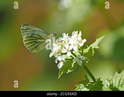 Papillon blanc à veiné vert (Pieris napi) se nourrissant sur des fleurs blanches de moutarde à l'ail (Alliaria petiolata) sur le bord de la route à Cumbria, Angleterre, Royaume-Uni Banque D'Images