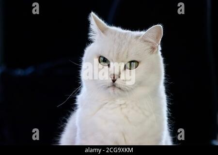 Chat britannique à bout noir et blanc avec yeux verts Banque D'Images