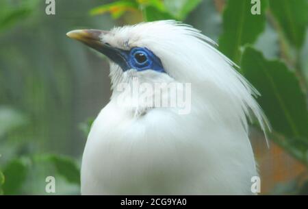 BALI MYNA Banque D'Images