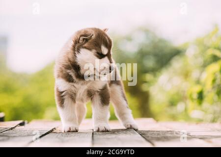 Husky Puppy de quatre semaines de couleur marron-blanc, debout sur un sol en bois Avec les yeux fermés Banque D'Images