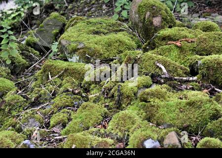 La mousse de vert vif pousse sur la petite pile de pierres dans la forêt en Suisse, près du chemin touristique menant au village d'Urdorf pendant l'été. Banque D'Images