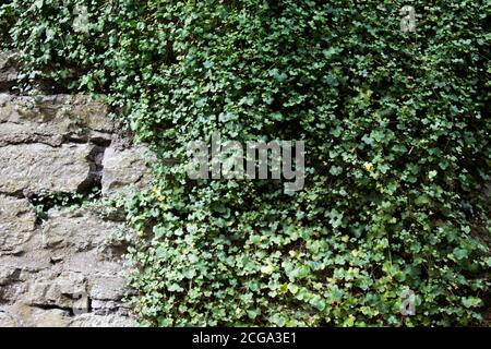 texture d'arrière-plan de l'ancienne tour en pierre gris brun vert vintage mur tressé avec des feuilles de lierre d'été vertes dans l'ancien Ville de Tallinn en Europe Banque D'Images