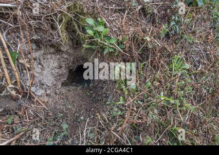 Trou de lapin à Cornish hedgeriw. Métaphore vers le bas du trou de lapin, théories du complot, terriers d'animaux, entrant dans l'inconnu, course de lapin, refuge sûr. Banque D'Images