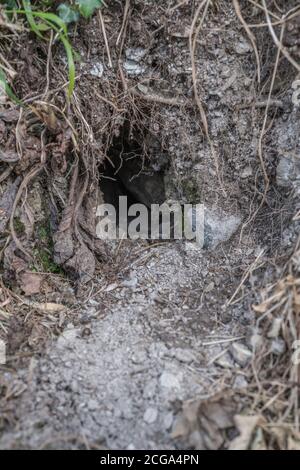 Trou de lapin à Cornish hedgeriw. Métaphore vers le bas du trou de lapin, théories du complot, terriers d'animaux, entrant dans l'inconnu, course de lapin, refuge sûr. Banque D'Images