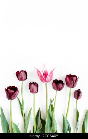 Tulipes violettes de Bourgogne sur fond blanc. Concept floral minimaliste. Flat lay, vue de dessus. Banque D'Images
