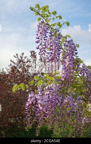 Fleurs de printemps. Belle branche de wisteria en fleurs dans le jardin méditerranéen Banque D'Images