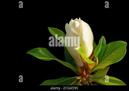 Une fleur blanche de magnolia ( Magnolia grandiflora ) avec des feuilles vertes. Isolé sur fond noir Banque D'Images