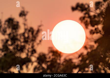 Gros plan du soleil encadré par des branches d'arbre, en étalant à travers un nuage de fumée et en jetant une lumière orange; panache de fumée couvrant le ciel comme résultat de la Banque D'Images