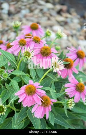 Fleurs de conée pourpres échinacée, poussant dans un jardin. ÉTATS-UNIS Banque D'Images