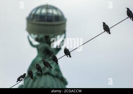 les oiseaux s'assoient sur un fil de fer et gazouillent un animal Banque D'Images