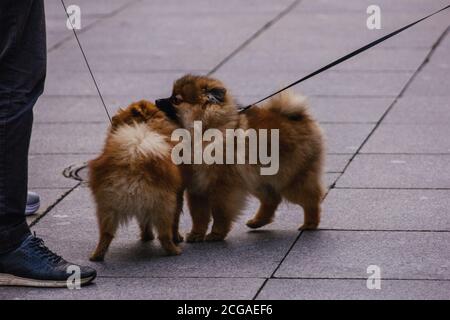 deux chiens pur-sang spitz rencontre amitié baiser assez petit Banque D'Images