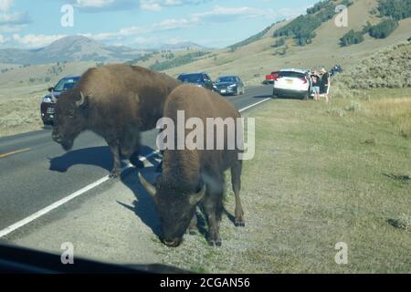 Route de blocage de bison dans la vallée de Lamar, parc national de Yellowstone, Wyoming Banque D'Images