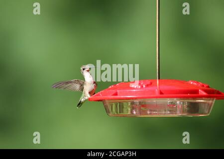 Ruby Throated Hummingbird Archilochus colubris visite un mangeoire en été Banque D'Images