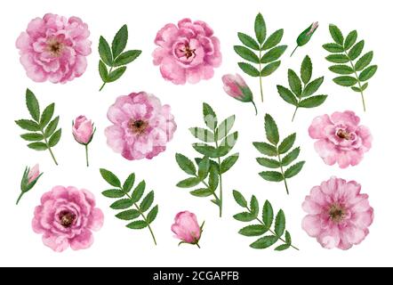 Éléments floraux vintage et mignons de fleurs de roses sauvages. Illustration aquarelle dessinée à la main. Banque D'Images