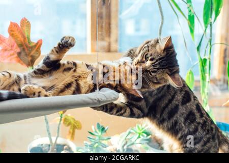 Deux chatons bengale mignons de couleur or et chorocoal se posant sur le lit de fenêtre du chat jouant et luttant. Banque D'Images