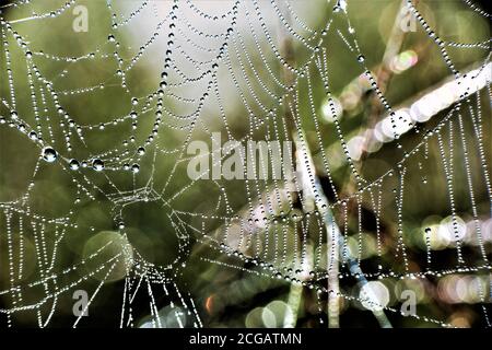Toile d'araignée avec rosée du matin. Banque D'Images