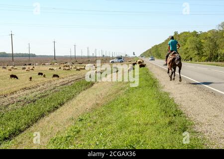 Région de Krasnodar. Russie. Le 17 août 2020 UN troupeau de moutons tombe dans la steppe sur fond de lignes électriques. Un berger fait le tour d'un cheval Banque D'Images