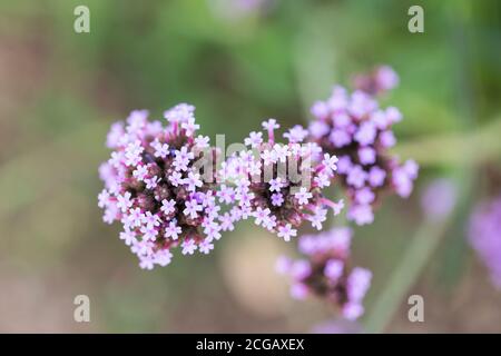 Verveine bonariensis (connue sous le nom de purpetop vervain, clustertop vervain, Argentine vervain, grand verveine ou joli verveine). Banque D'Images