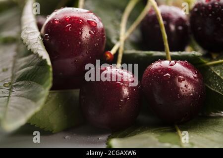 Gouttes de pluie sur des cerises fraîches sur fond naturel. Wild gean en détail. Banque D'Images