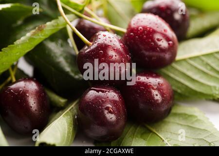 Gouttes de pluie sur des cerises fraîches sur fond naturel. Wild gean en détail. Banque D'Images