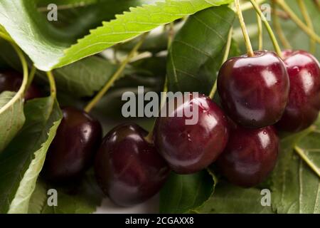 Gouttes de pluie sur des cerises fraîches sur fond naturel. Wild gean en détail. Banque D'Images