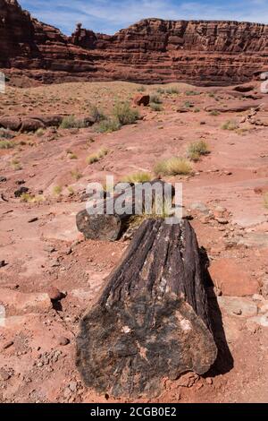 De grandes pièces de bois pétrifié provenant de troncs d'arbres anciens trouvés dans la formation de Cutler le long du fleuve Colorado près de Moab, Utah. Banque D'Images