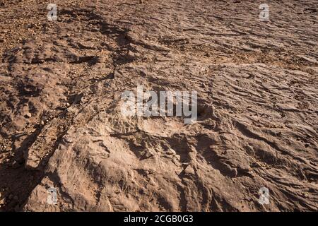 Une piste de dinosaures d'allosaurus dans le grès du Copper Ridge Trackway près de Moab, Utah. Banque D'Images