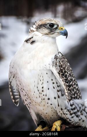 Regard perçant le Gyrfalcon blanc en hiver Banque D'Images