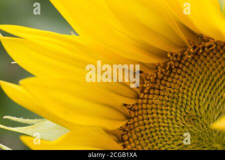 Pétales jaune doux de tournesol en gros plan. Banque D'Images