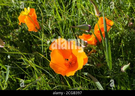 Des coquelicots de Californie et d'autres fleurs sauvages fleurissent le long de la Cuesta Trail au parc régional de Las Trampas dans le district de parc régional d'East Bay. Banque D'Images