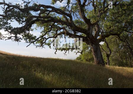 Les branches d'un chêne de vallée (Quercus lobata) atteignent le tronc des arbres dans la réserve régionale du territoire de Morgan, un parc dans la région de la baie est Banque D'Images