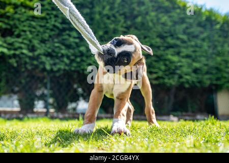 Chien boxeur allemand, doré et amusant, jeune chien chiot tirant sur une serviette dans le jardin. Banque D'Images