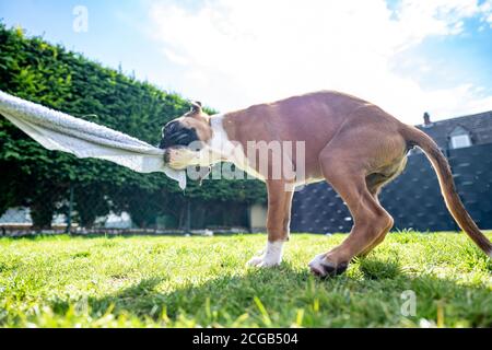 Chien boxeur allemand, doré et amusant, jeune chien chiot tirant sur une serviette dans le jardin. Banque D'Images