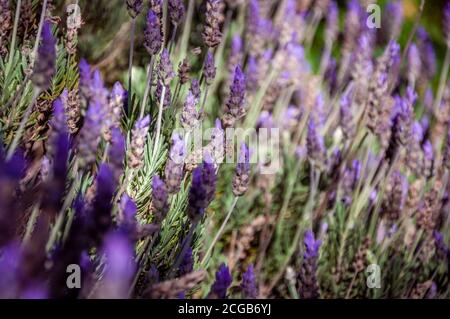 Superbe bokeh gros plan de lavande coloré avec seulement une abeille pollinisant les fleurs violettes et violettes Banque D'Images