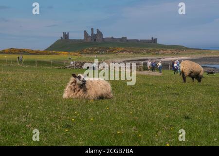 Vue sur les champs agricoles vers le château de Dunstanburgh sur la côte de Northumberland. Banque D'Images