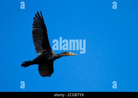 Une image rapprochée isolée d'un cormoran à double crête (Phalacrocorax auritus) en vol. Cet oiseau d'eau noire vit près des lacs et des rivières et mange Banque D'Images