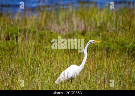 Un grand Egret blanc (Ardea alba) marchant dans les grands roseaux d'un marais. C'est un grand oiseau d'eau vivant à travers les États-Unis. Cette image a été prise au wi Banque D'Images