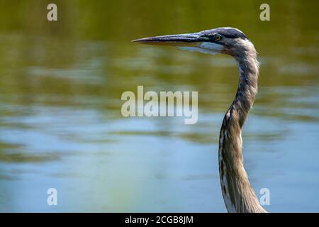 Gros plan d'un grand héron bleu (herodias d'Ardea) dans une zone humide. L'image est une photo de profil de la tête de l'oiseau avec les détails de sa tête et de son cou wi Banque D'Images