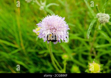 Une abeille bourdonneuse recouverte de pollen, qui se nourrit d'une fleur bleue sauvage dans un hedgerow à Basingstoke, dans le Hampshire. Banque D'Images