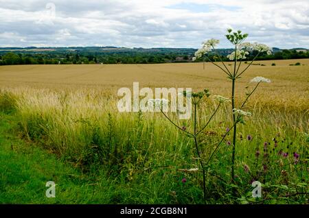 Fleurs sauvages qui poussent sur les marges d'un champ de maïs dans une ferme de Basingstoke, dans le Hampshire, par une belle journée d'été. Banque D'Images