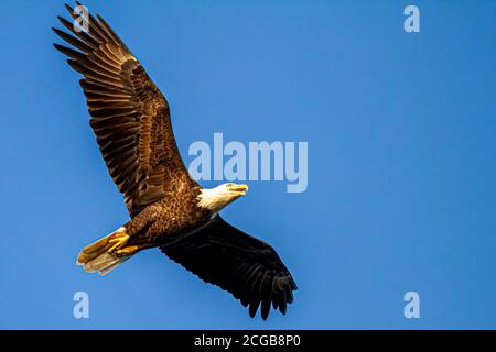 Gros plan au-dessus de la tête d'un aigle américain (Haliaeetus leucocephalus) qui glisse dans le ciel. L'image a été prise dans la réserve naturelle de Eastern Neck par Banque D'Images